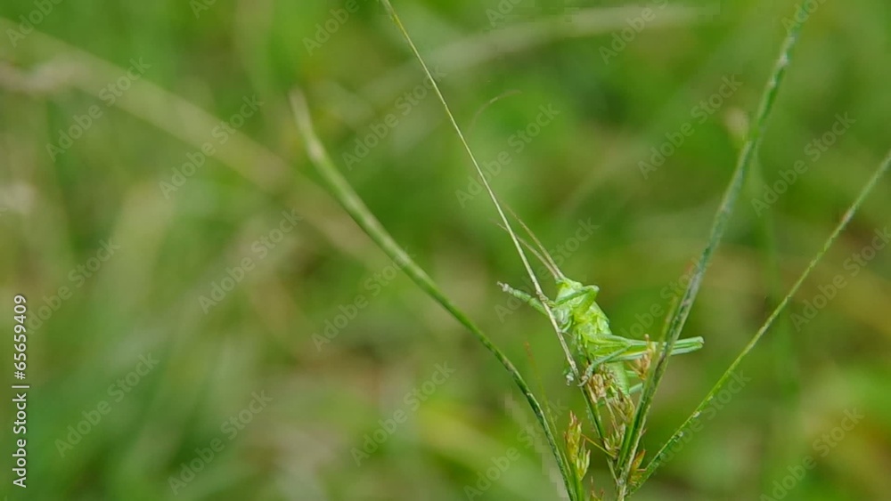 Grasshopper on green grass in the wind in the spring. Grasshopper on green grass in the wind in the spring.