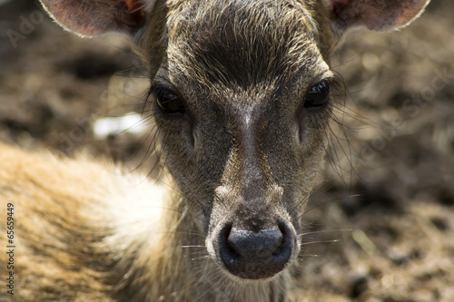Fototapeta Naklejka Na Ścianę i Meble -  Sika Deer Kid Nose.