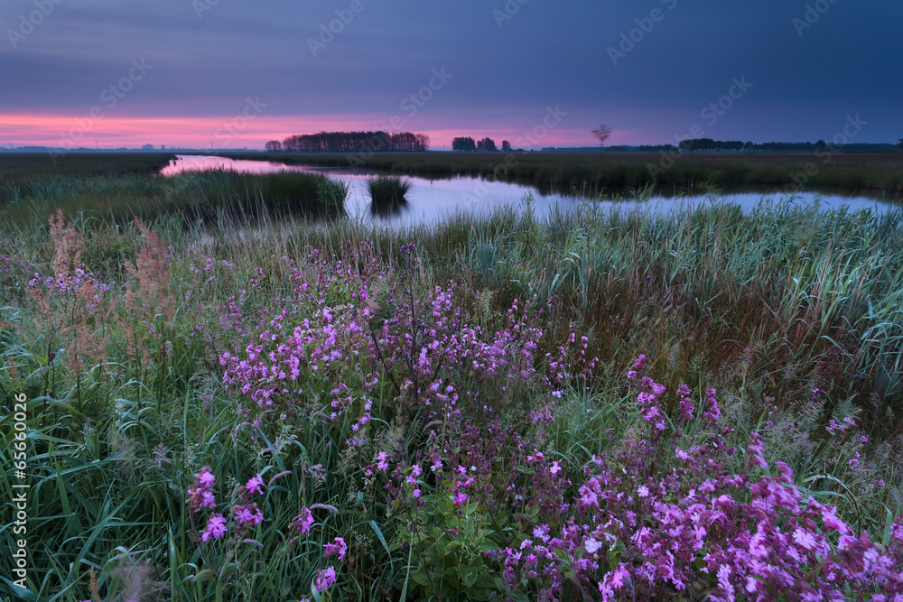 Obraz premium sunrise over wildflowers by river