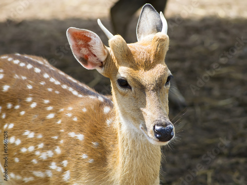 Fototapeta Naklejka Na Ścianę i Meble -  Female of Sika Deer.