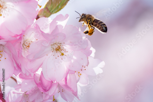 Bee at a Flowering Cherry Tree