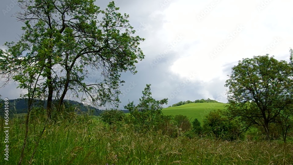 Green grass on a green meadow before the rain Green grass on a green meadow before the rain
