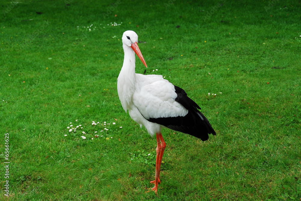 Weißstorch Weißstorch