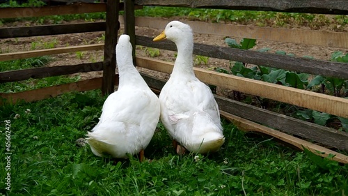 Two white ducks