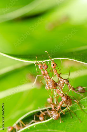 Red ants build home