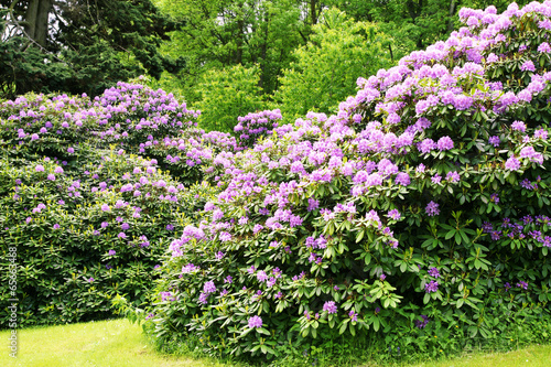 Wallpaper Mural alte Rhododendronbüsche Torontodigital.ca