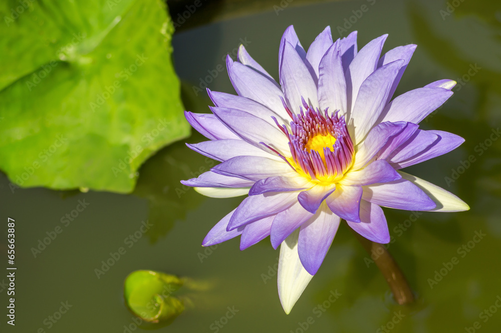 Purple lotus flower with yellow pollen. Purple lotus flower with yellow pollen.