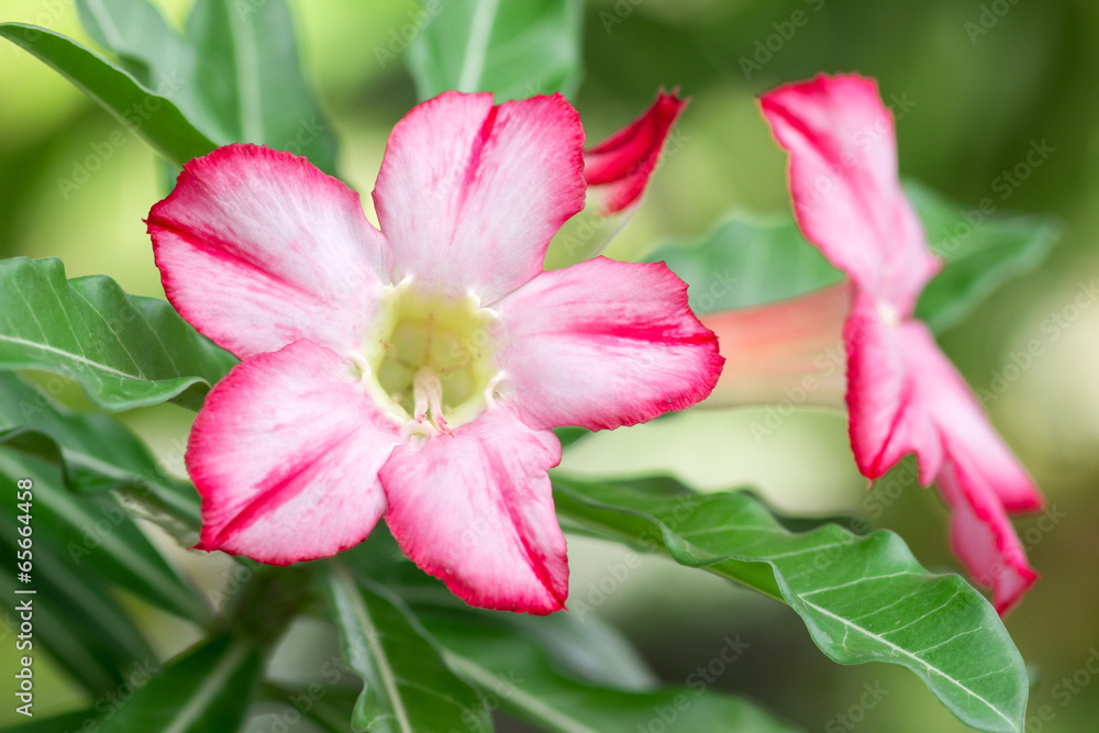 Pink flowers, Adenium multiflorum.