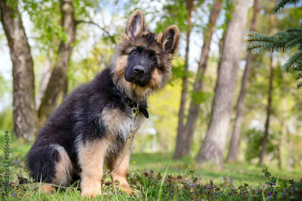 Little puppy on grass Little puppy on grass