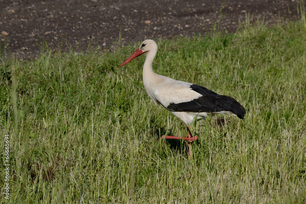 Fototapeta premium Storch spaziert in der Wiese