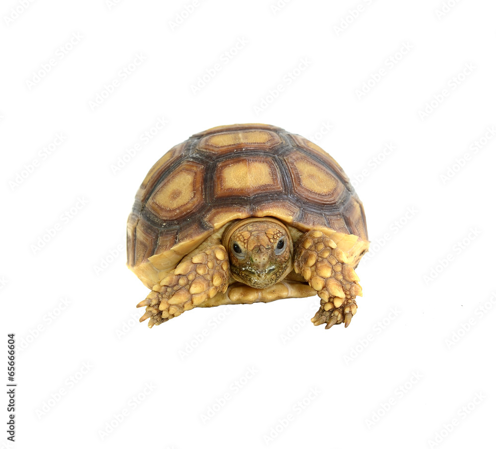 turtle on white background turtle on white background