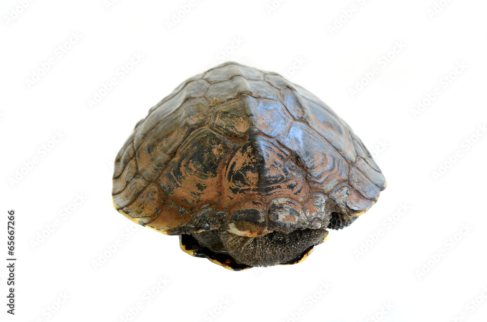 turtle on white background turtle on white background