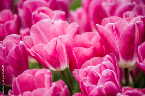 Beautiful Pink Tulips at a Green Garden of Istanbul Texture and Background © OZMedia