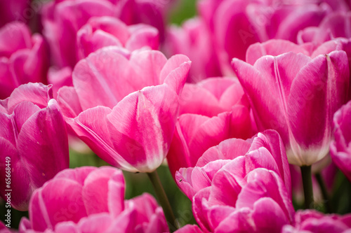 Beautiful Pink Tulips at a Green Garden of Istanbul Texture and Background