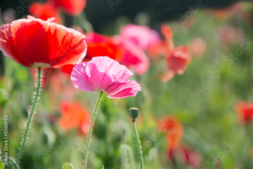 Red and pink poppies