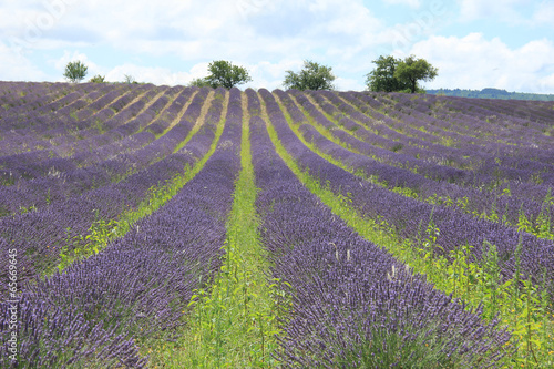 Lavender fields near Sault, France