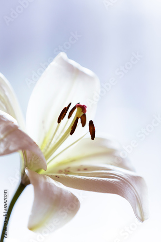Fototapeta Naklejka Na Ścianę i Meble -  White lily flower on blue background.