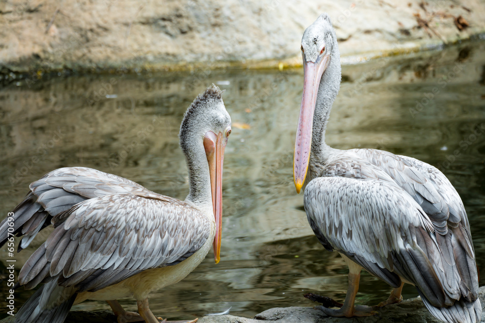 Fototapeta premium Couple of Pelican