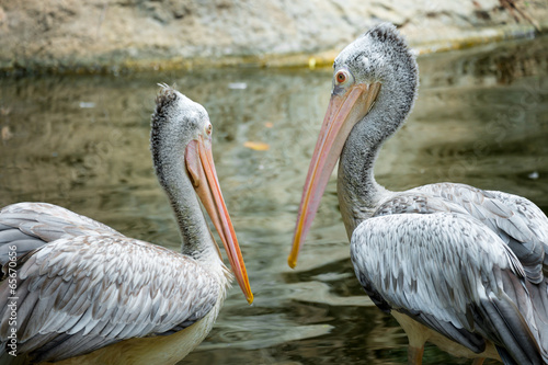 Couple of Pelican