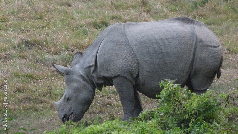 Fototapeta premium Rhinocéros nature