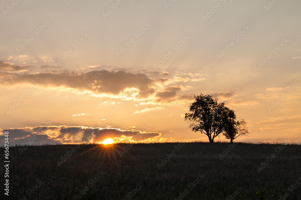 Bäume im Sonnenaufgang