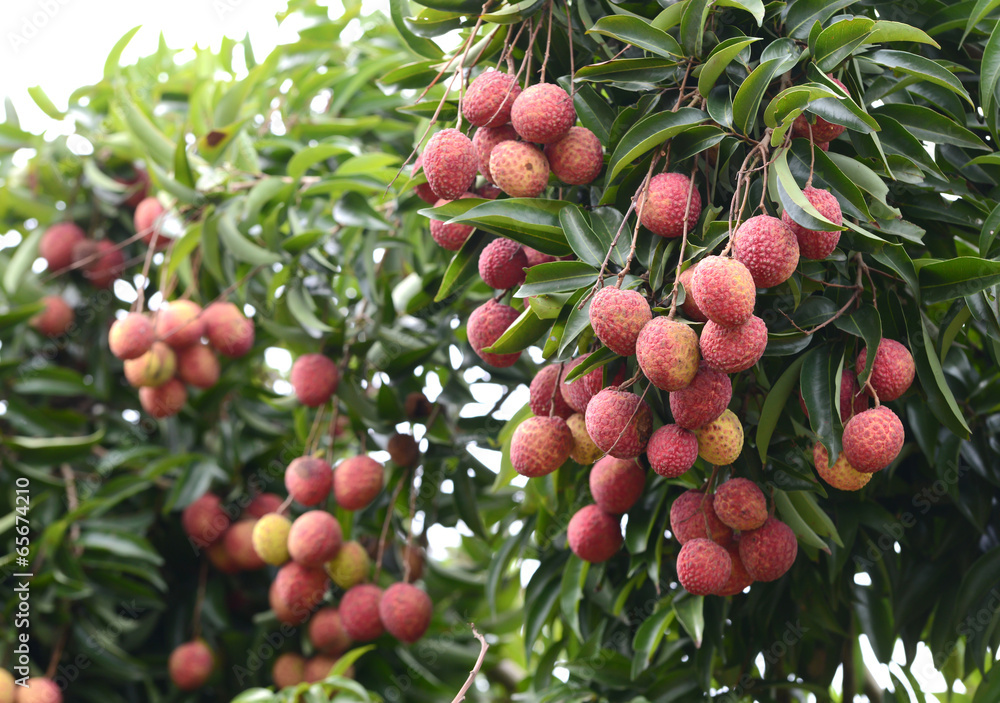 Obraz premium fresh lichi on tree
