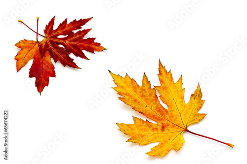 maple autumn leaves isolated on white background