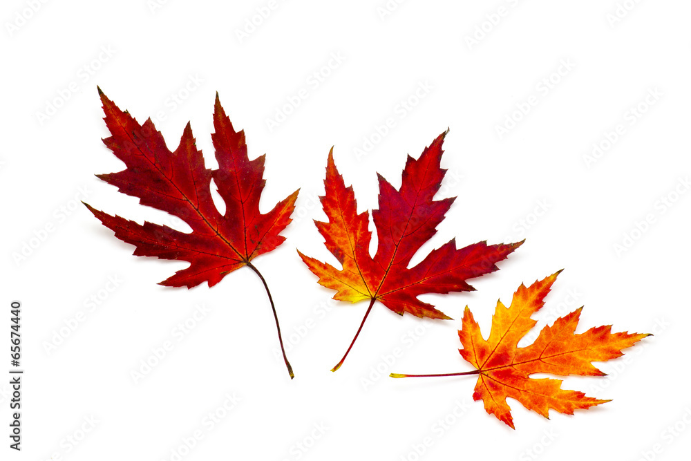 maple autumn leaves isolated on white background maple autumn leaves isolated on white background