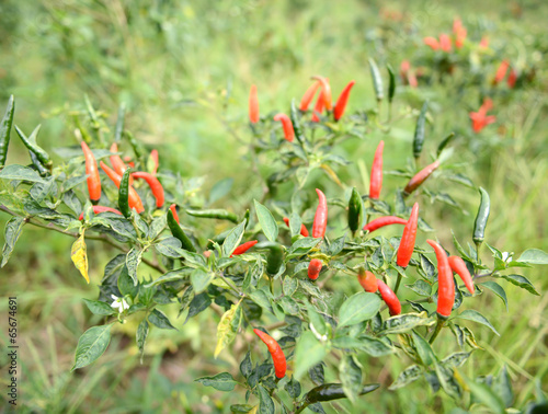 fresh chili on tree