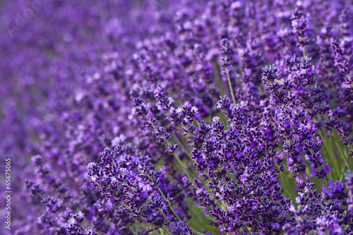Fototapeta Naklejka Na Ścianę i Meble -  lavender flowers