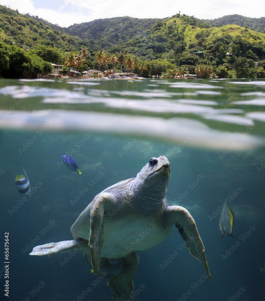 Fototapeta premium Sea turtle in front of Castara Beach - Tobago, West Indies