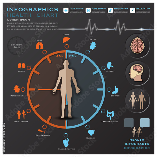 Biological Clock Health And Medical Infographic Infocharts photo