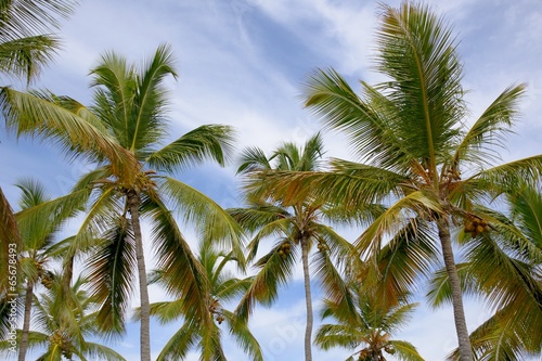 Group of Palm Trees