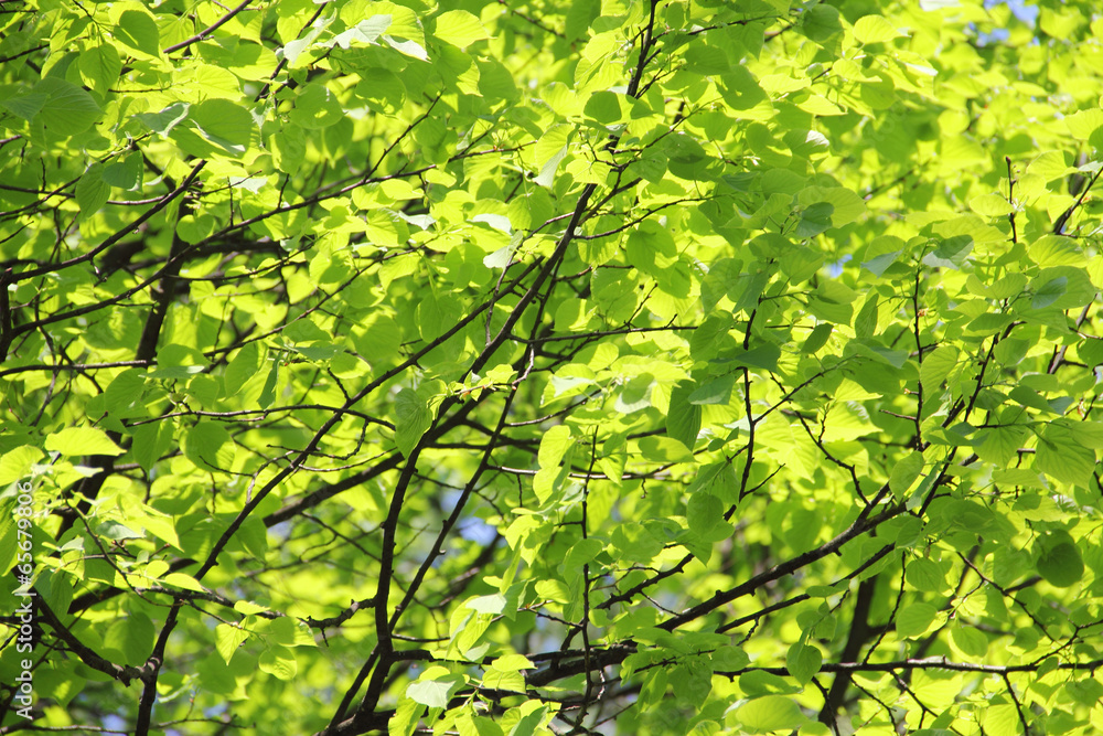Fototapeta premium Green linden leaves background
