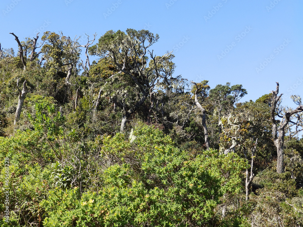 Landscape in the National Park Horton Plains, Sri Lanka