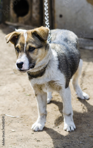 dog on a chain near the kennel