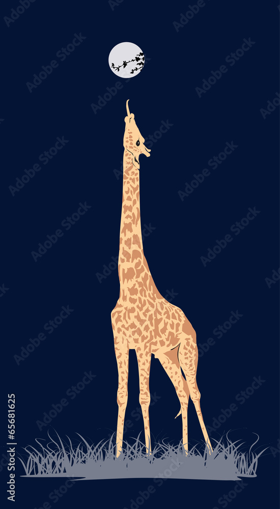 Fototapeta premium coloured giraffe