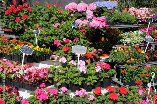 Flowers for sale in a flower shop on a market