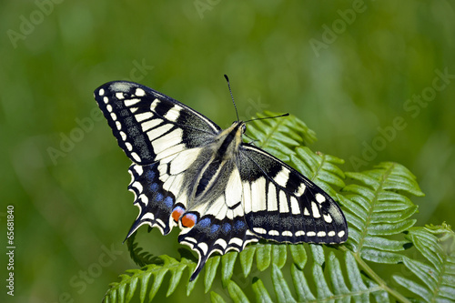 Farfalla photo