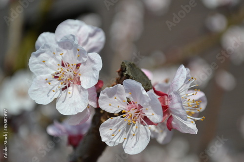 Aprikosenblüte - Makro photo