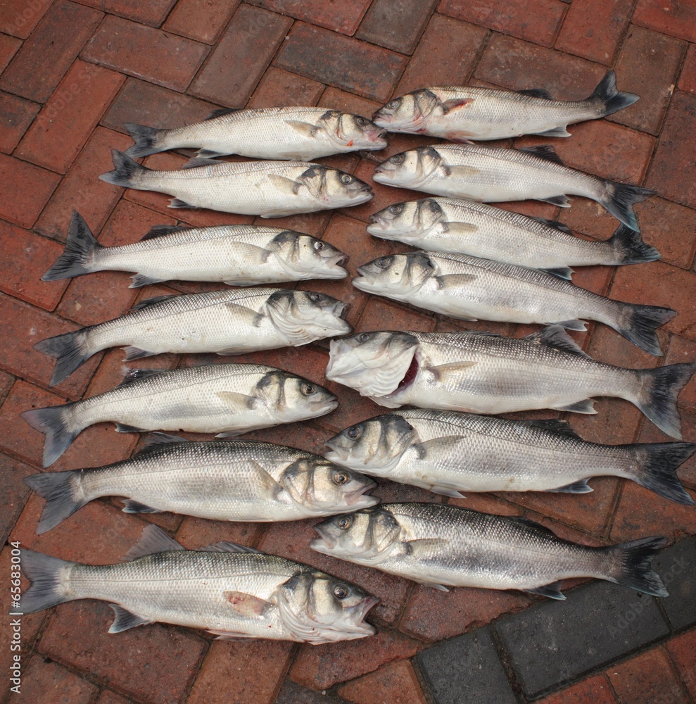 Obraz premium Fresh rod caught sea bass