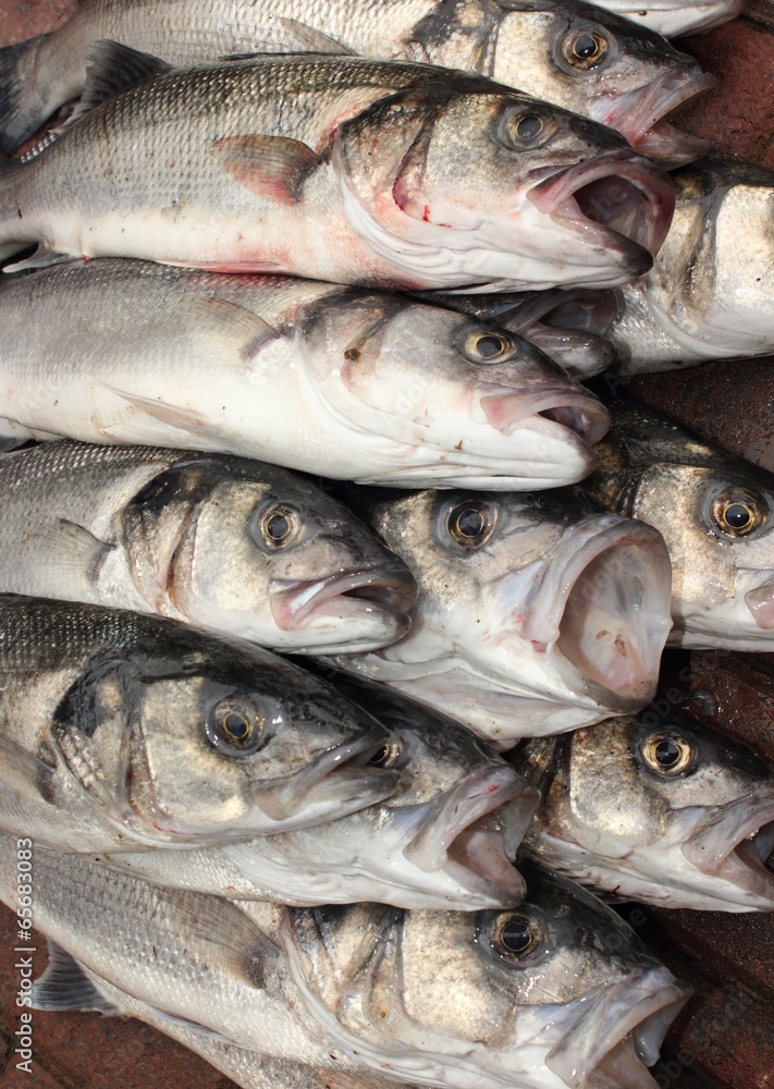 Fresh rod caught sea bass