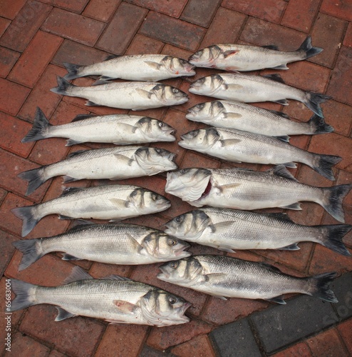 Fresh rod caught sea bass