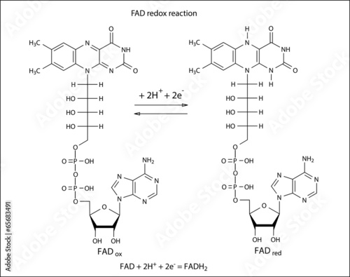 Illustration of FAD redox reaction
