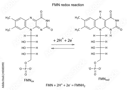 Illustration of FMN redox reaction