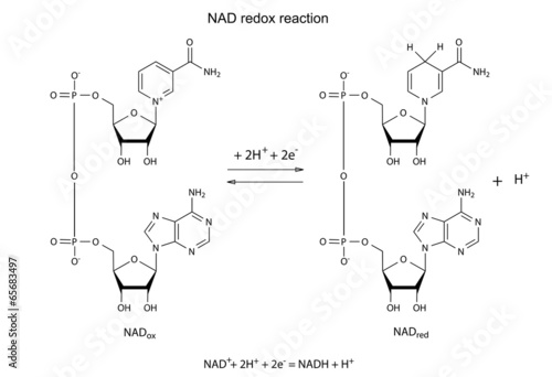 Illustration of NAD redox reaction