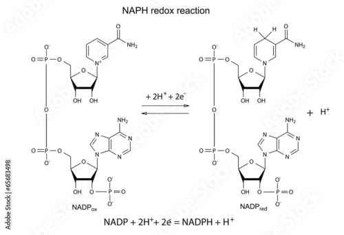 Illustration of NADP redox reaction