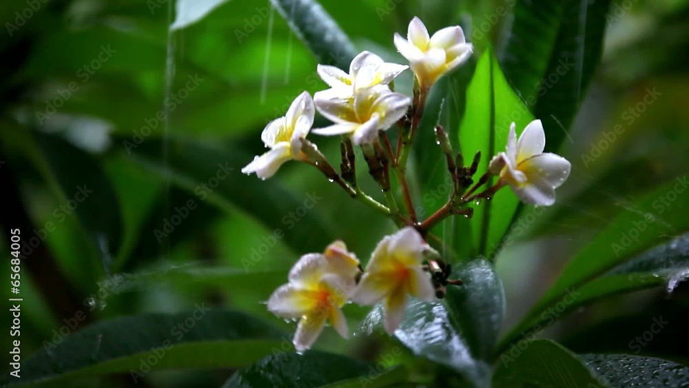 Frangipani flowers in the rain. Shift in focus from near to far Frangipani flowers in the rain. Shift in focus from near to far