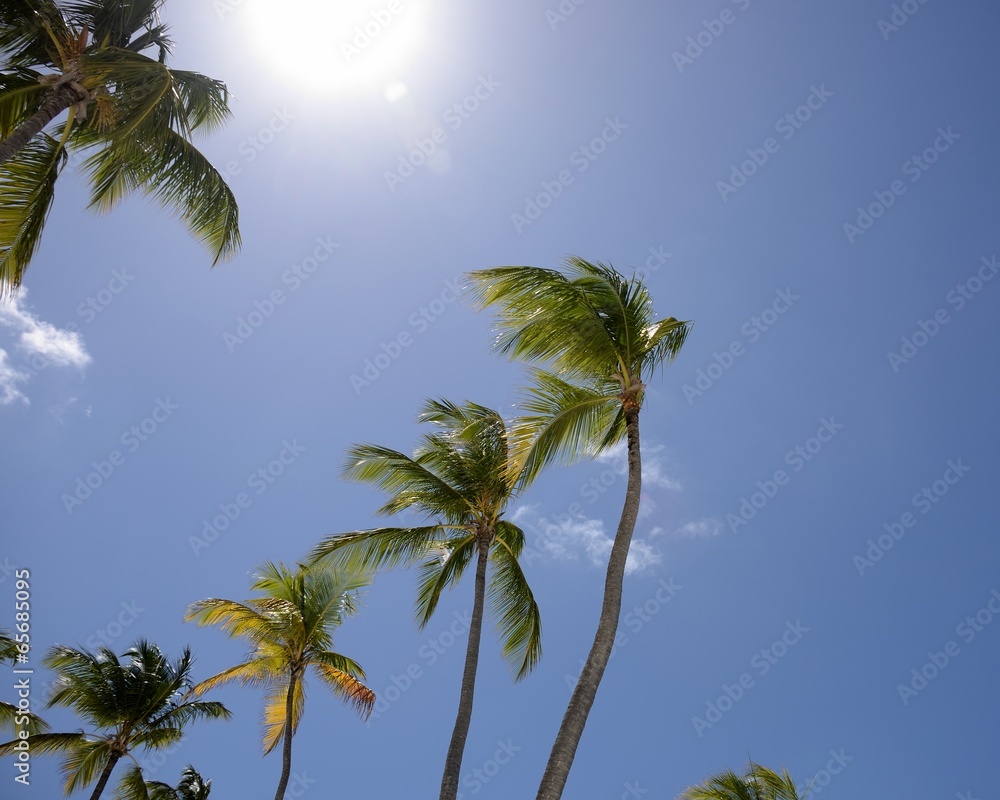 Fototapeta premium Direct Sunlight