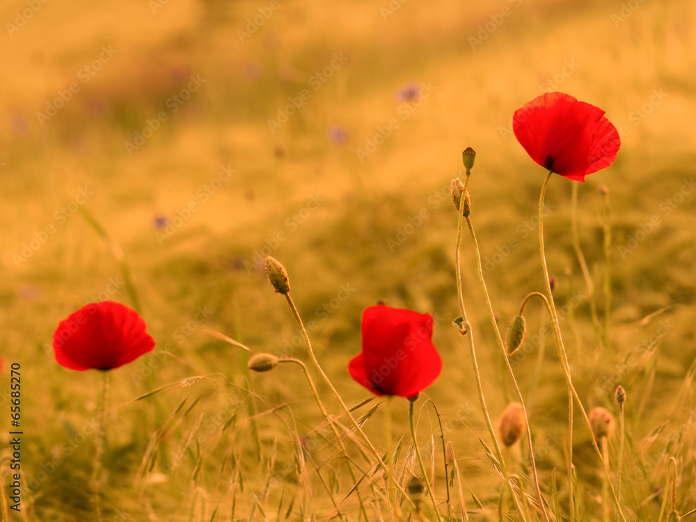 Obraz premium Poppy Flower